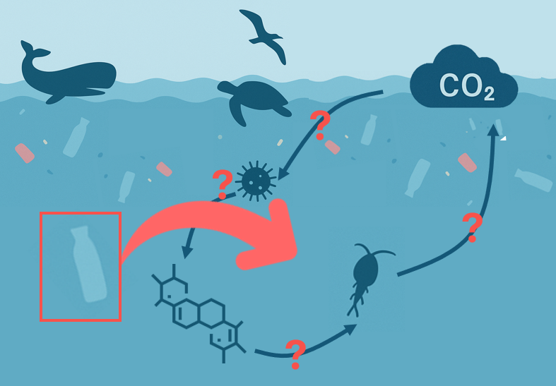 Quantifying the Impacts of Microplastics on the Oceanic Carbon Cycle ...